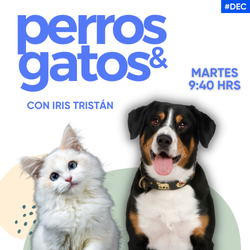 cover-mini-perros-y-gatos