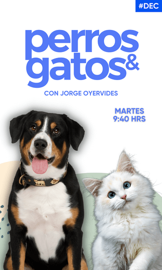 Perros y Gatos cover DEC